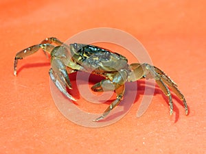 A fresh water crab in defensive pose