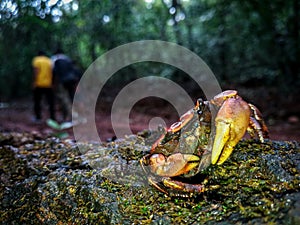 Fresh water crabs protecting its offspring from humans