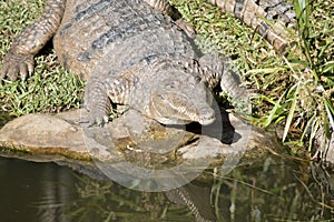 Fresh water crocodile