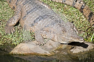 Fresh water crocodile