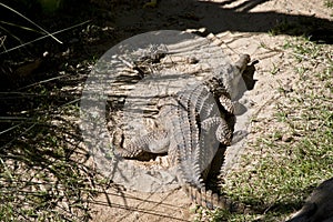 Fresh water crocodile