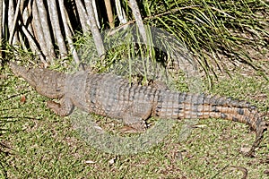 Fresh water crocodile