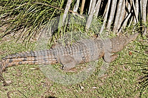 Fresh water crocodile