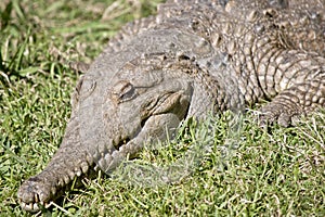 Fresh water crocodile