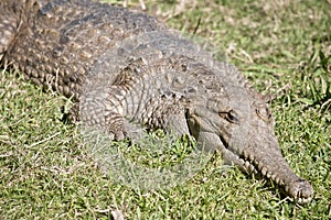 Fresh water crocodile