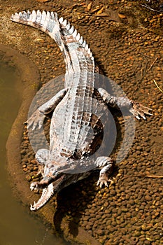 Fresh Water Crocodile photo