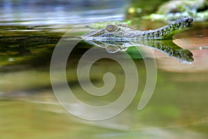 Fresh Water Crocodile