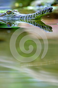 Fresh Water Crocodile