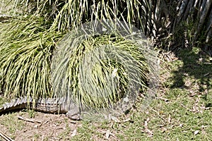 The fresh water crocodile is hiding in the reeds