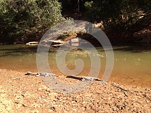 Fresh water crocodiles