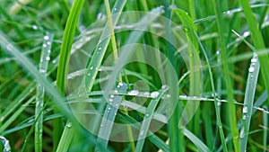 Fresh water drop on green grass leaf