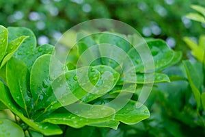 Fresh Water drop on Green leaf or background