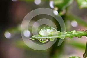 Fresh water drop on the leaf of plant