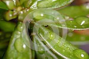 Fresh water drop on the leaf of plant