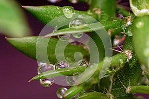 Fresh water drop on plant in the garden