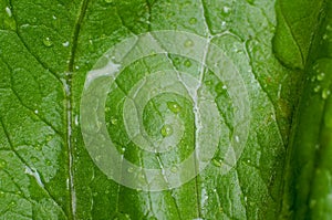 Fresh water drop on vegetable in the kitchen