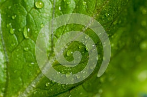 Fresh water drop on vegetable in the kitchen