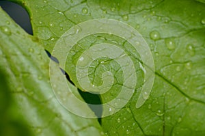 Fresh water drop on vegetable in the kitchen