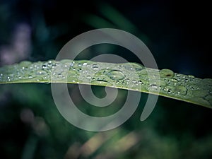 Fresh water droplets on a blade of grass with blurred background. Selective focus