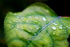 Fresh Water Drops on Leaf Macro Closeup