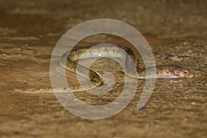 Fresh water Eel seen at Mahabaleshwar,Maharashtra,India