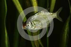 Fresh water fish Band, Abramis brama