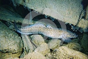 Fresh water fish burbot. active at night