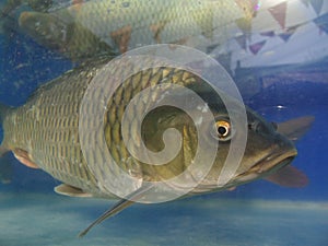 Fresh water fish(cyprinoid)