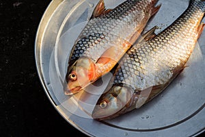 Fresh water fish