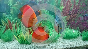 Fresh water home aquarium with discus fish