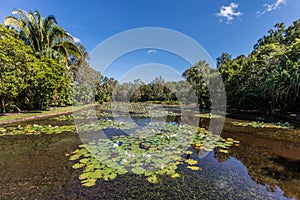 Fresh water lake at Cairns Botanic Gardens, Cairns Region, Queensland, Australia