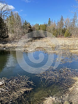 Fresh water marsh on sunny day