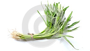 fresh water morning glory, water spinach (ipomoea aquatica) isolated on white background