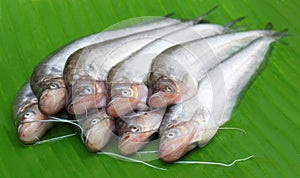 Fresh water Pabda fish