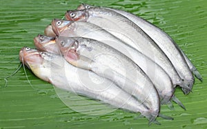 Fresh water Pabda fish of Southeast Asia