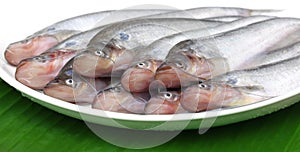 Fresh water Pabda fish