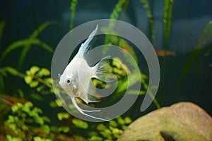 Fresh water planted aquarium with silver angelfish
