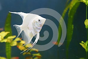 Fresh water planted aquarium with silver angelfish