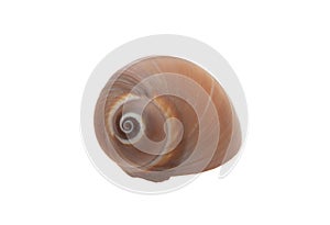 Fresh water snail isolated cutout on white. Overhead view of brown gastropod mollusk