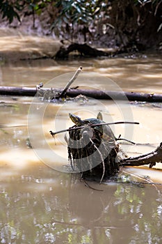 Fresh water soft-shell turtles in Damas Island, Quepos, Costa Rica