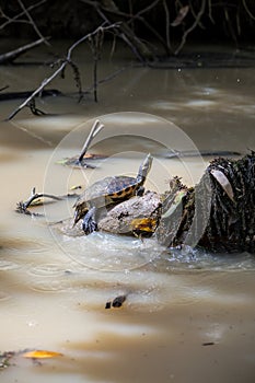 Fresco Agua tortugas en isla, 