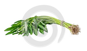 Fresh water spinach, chinese morning glory on white background with clipping path