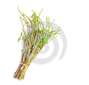 Fresh Water Spinach, Morning glory or Water Convolvulus isolated on White background