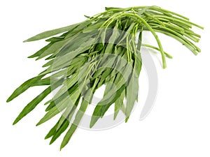 Fresh Water Spinach on white Background - Isolated