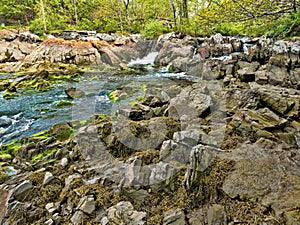 Fresh water stream flowing into salt water