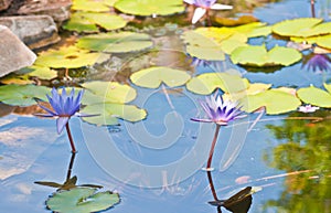 Fresh water, tropical, lily pads. and purple flowers in full bloom