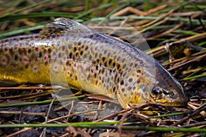 Fresh water, wild brown trout on vegetation by the river. Wild fish with dots on the grass. Fly fishing, spinning in the river