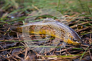 Fresh water, wild brown trout on vegetation by the river. Wild fish with dots on the grass. Fly fishing, spinning in the river