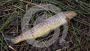 Fresh water, wild brown trout on vegetation by the river. Wild fish with dots on the grass. Fly fishing, spinning in the river