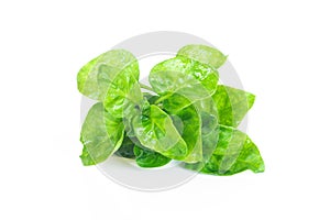 Fresh watercress organic vegetable on white background, Isolated vegetable object